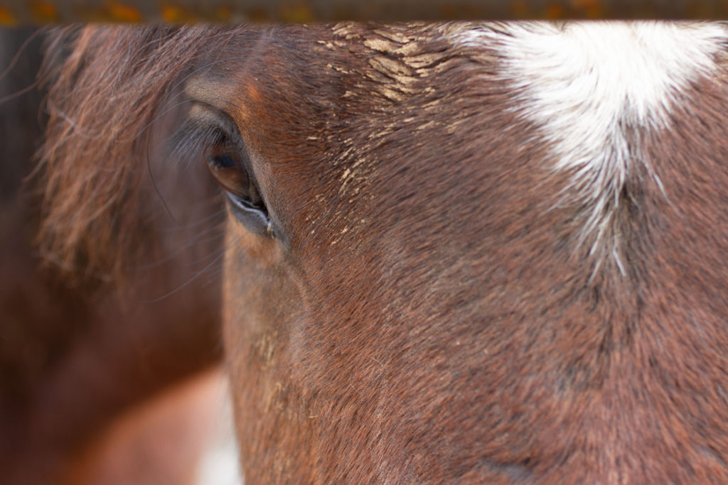 Tara Wallace's photo of the week, Portrait of a horse